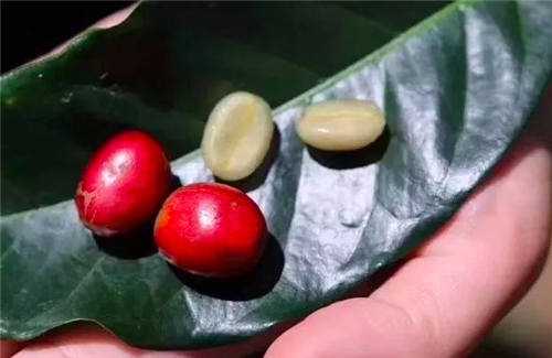 咖啡冷知识之铁皮卡与波旁的风味区别 5